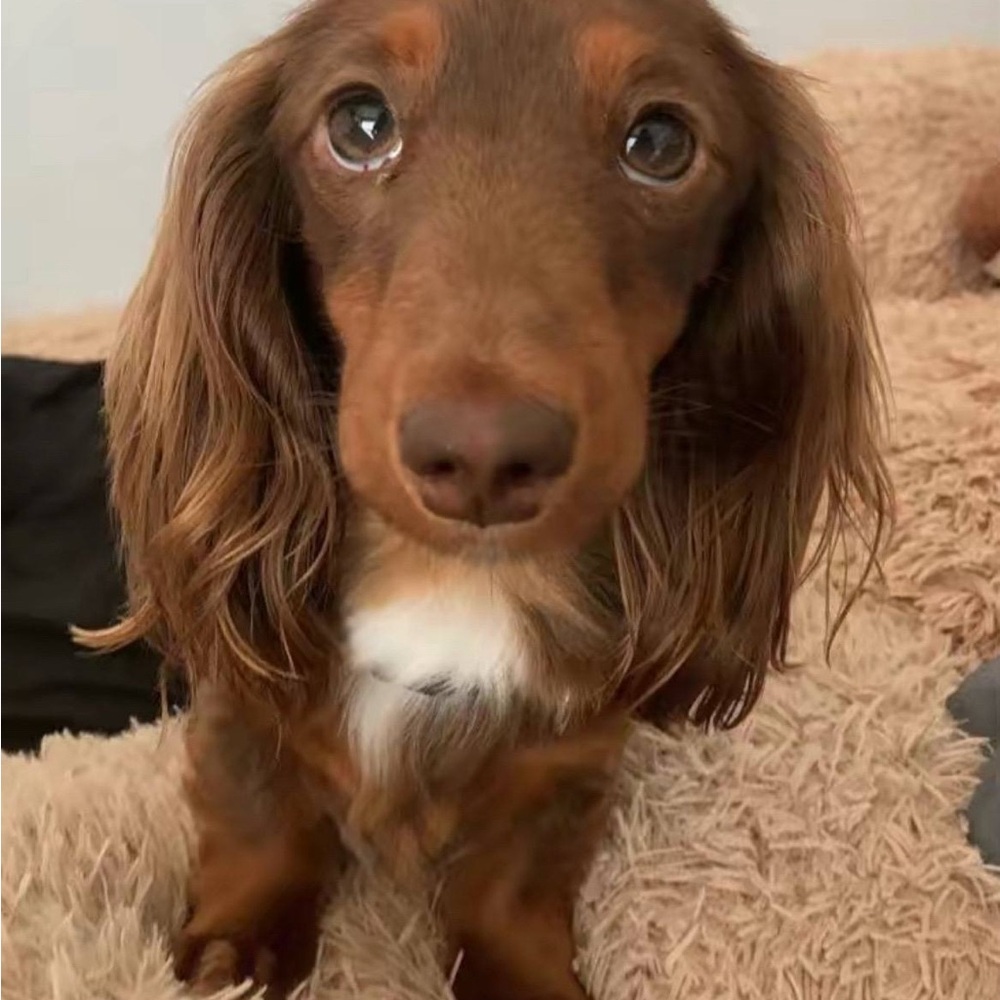 Buy Bucky treats 🍪